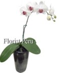 Plants to Lima Peru, send beautiful indoor plants to Lima, delivery of natural orchid plants to Lima