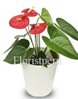 Plants to Lima, send beautiful indoor Lima Peru, flowers in a vase to Lima